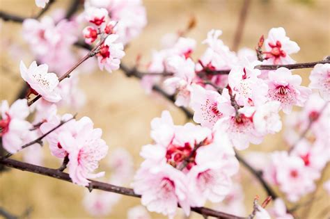 桃花樹|桃花 